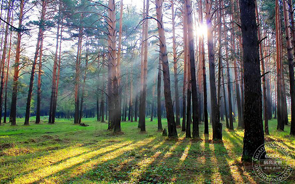  板材種類有哪些？如何判斷板材好壞？